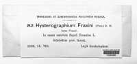 Hysterographium fraxini image